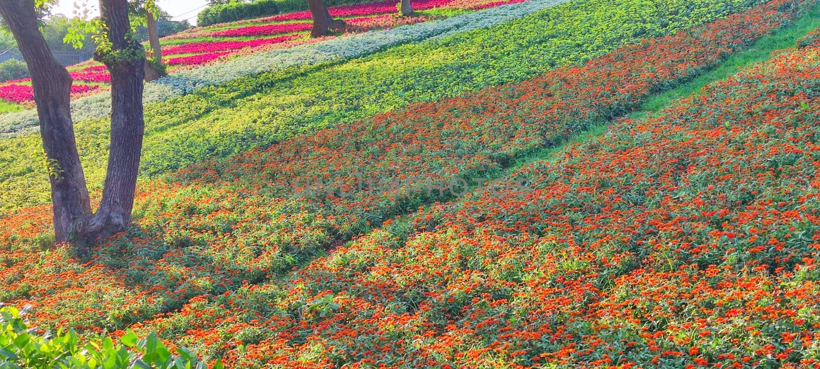 The San-Tseng-Chi Urban Park on a bright sunny day with colorful flower fields on the hillside under blue clear sky during Flower Festival, in Beitou District, Taipei City, Taiwan