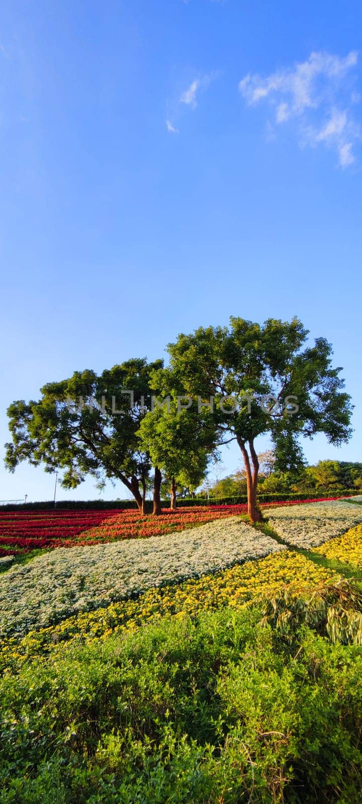 The San-Tseng-Chi Urban Park on a bright sunny day with colorful flower fields on the hillside under blue clear sky during Flower Festival, in Beitou District, Taipei City, Taiwan