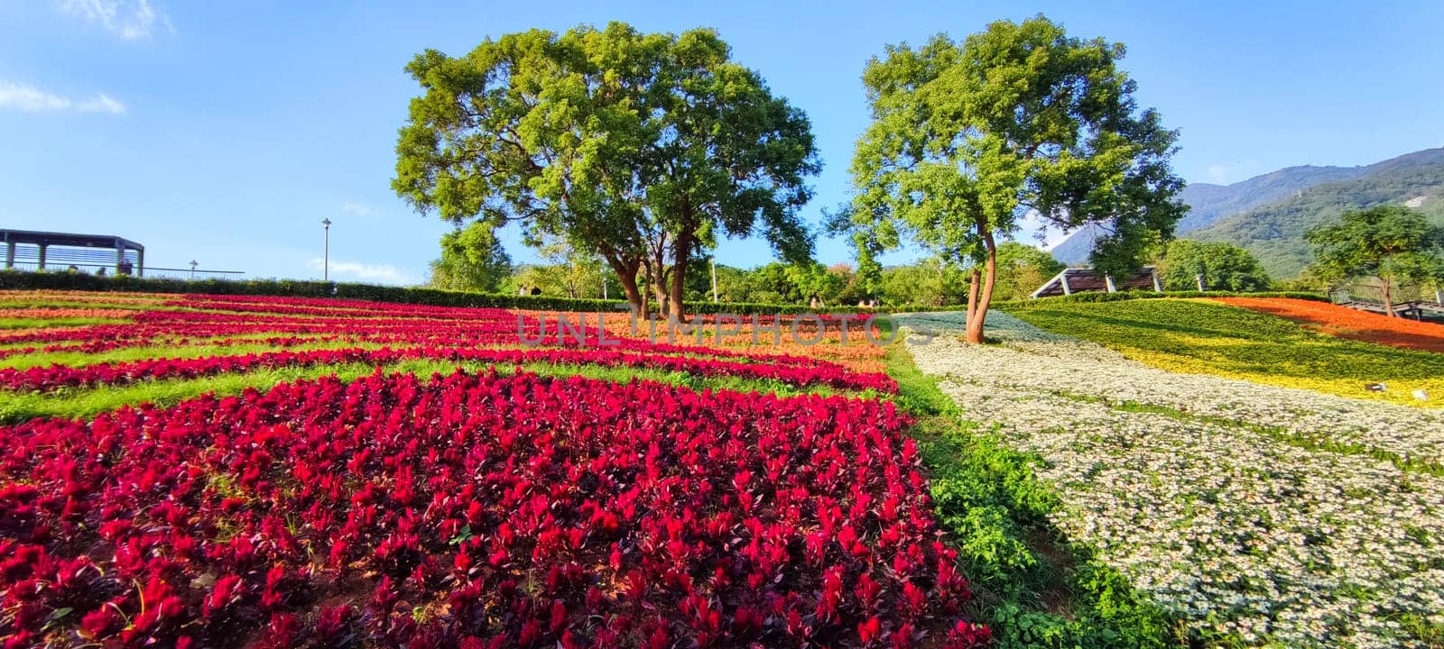 The San-Tseng-Chi Urban Park on a bright sunny day with colorful flower fields on the hillside under blue clear sky during Flower Festival, in Beitou District, Taipei City, Taiwan