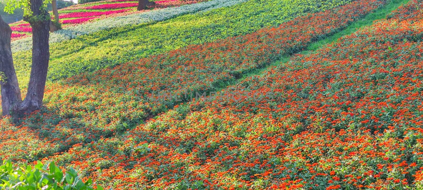 The San-Tseng-Chi Urban Park on a bright sunny day with colorful flower fields on the hillside under blue clear sky during Flower Festival, in Beitou District, Taipei City, Taiwan
