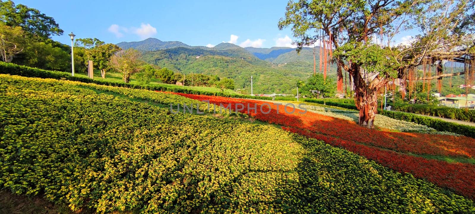 The San-Tseng-Chi Urban Park on a bright sunny day with colorful flower fields on the hillside under blue clear sky during Flower Festival, in Beitou District, Taipei City, Taiwan