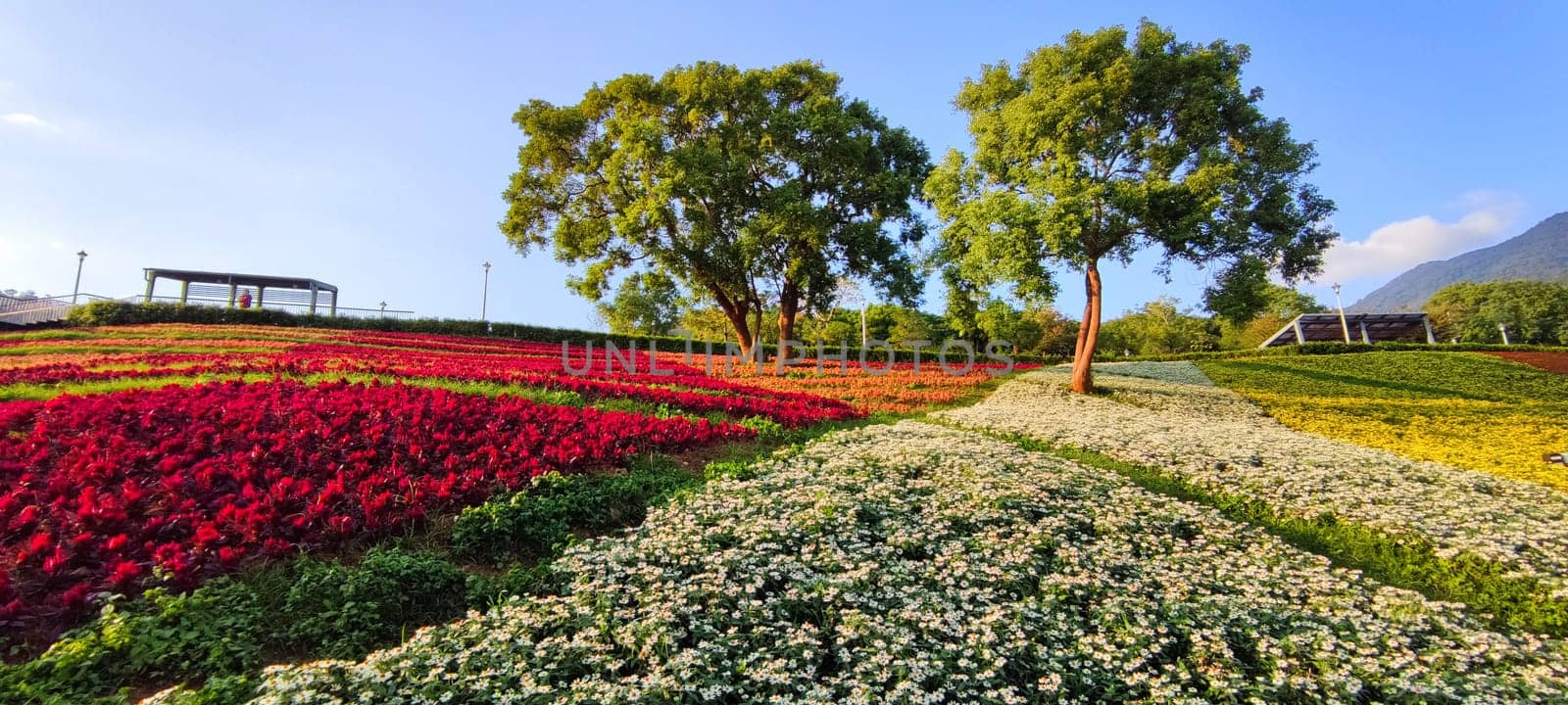 The San-Tseng-Chi Urban Park on a bright sunny day with colorful flower fields on the hillside under blue clear sky during Flower Festival, in Beitou District, Taipei City, Taiwan
