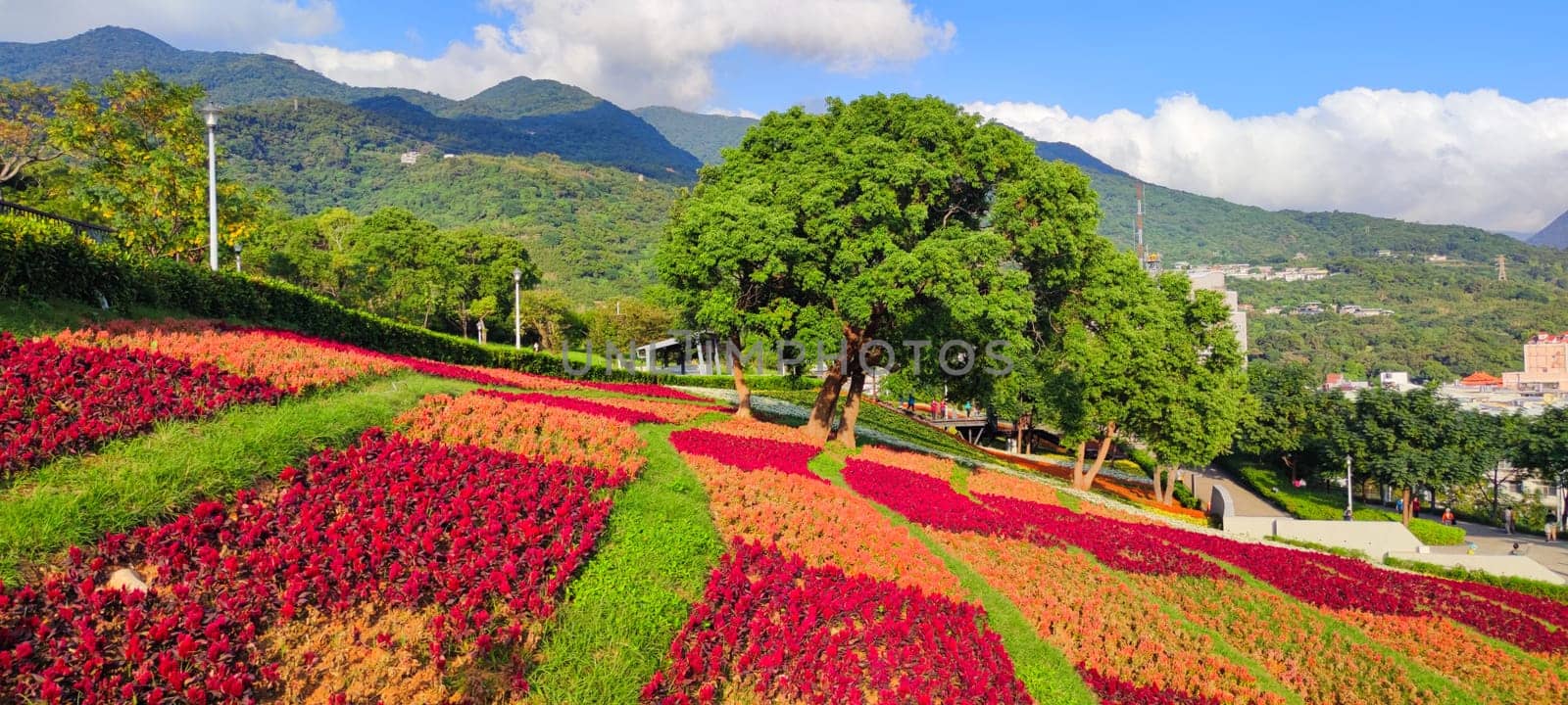 The San-Tseng-Chi Urban Park on a bright sunny day with colorful flower fields on the hillside under blue clear sky during Flower Festival, in Beitou District, Taipei City, Taiwan