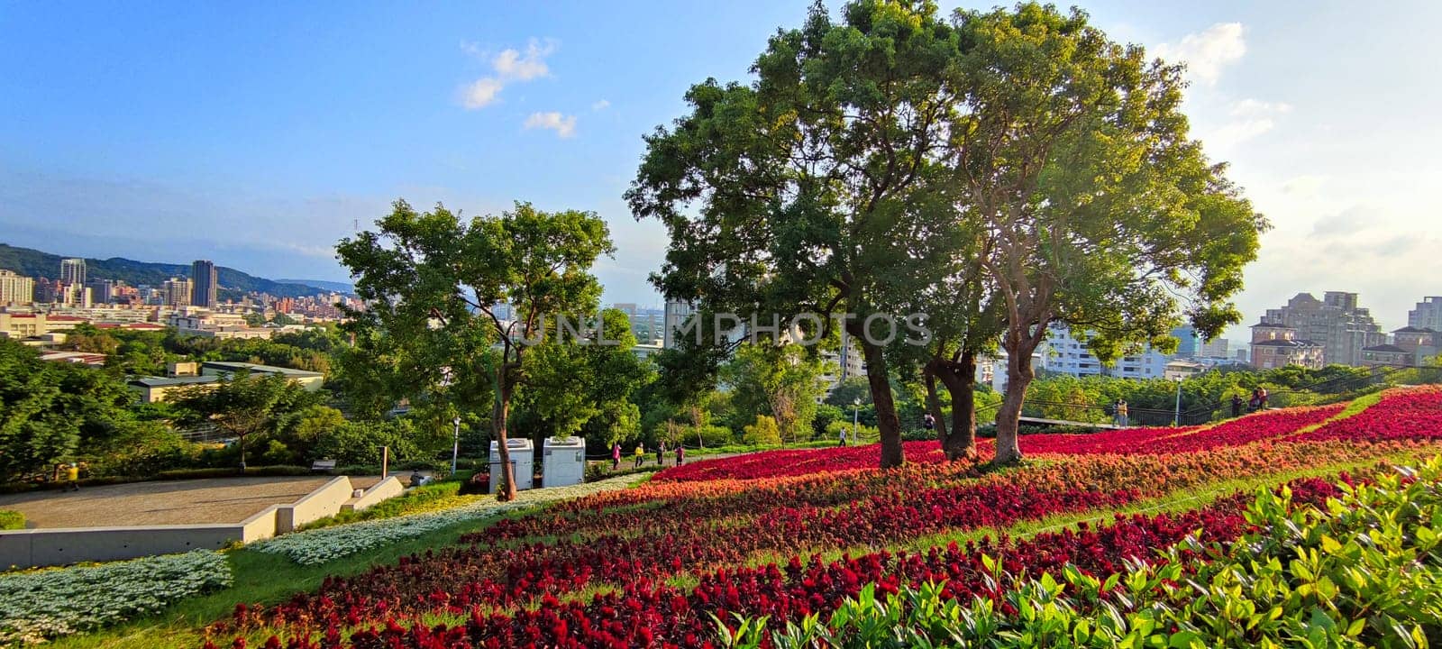 The San-Tseng-Chi Urban Park on a bright sunny day with colorful flower fields on the hillside under blue clear sky during Flower Festival, in Beitou District, Taipei City, Taiwan