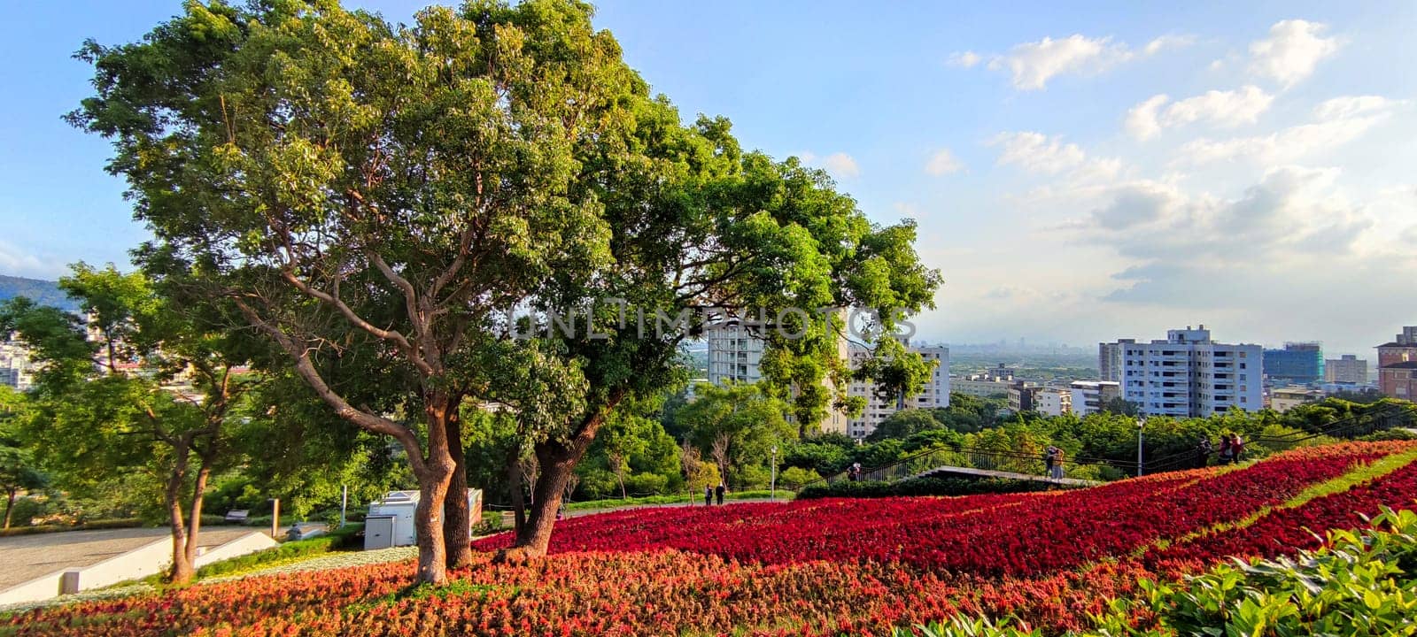 The San-Tseng-Chi Urban Park on a bright sunny day with colorful flower fields on the hillside under blue clear sky during Flower Festival, in Beitou District, Taipei City, Taiwan