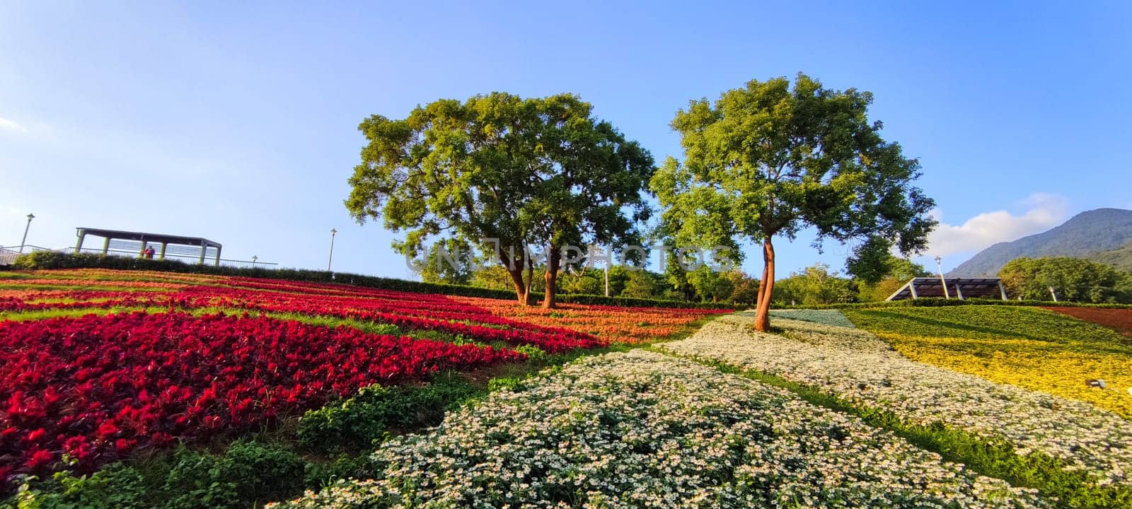 The San-Tseng-Chi Urban Park on a bright sunny day with colorful flower fields on the hillside under blue clear sky during Flower Festival, in Beitou District, Taipei City, Taiwan