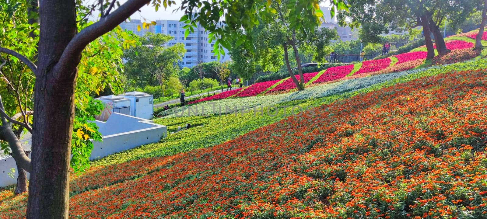The San-Tseng-Chi Urban Park on a bright sunny day with colorful flower fields on the hillside under blue clear sky during Flower Festival, in Beitou District, Taipei City, Taiwan