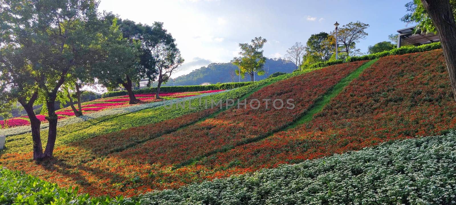 The San-Tseng-Chi Urban Park on a bright sunny day with colorful flower fields on the hillside under blue clear sky during Flower Festival, in Beitou District, Taipei City, Taiwan