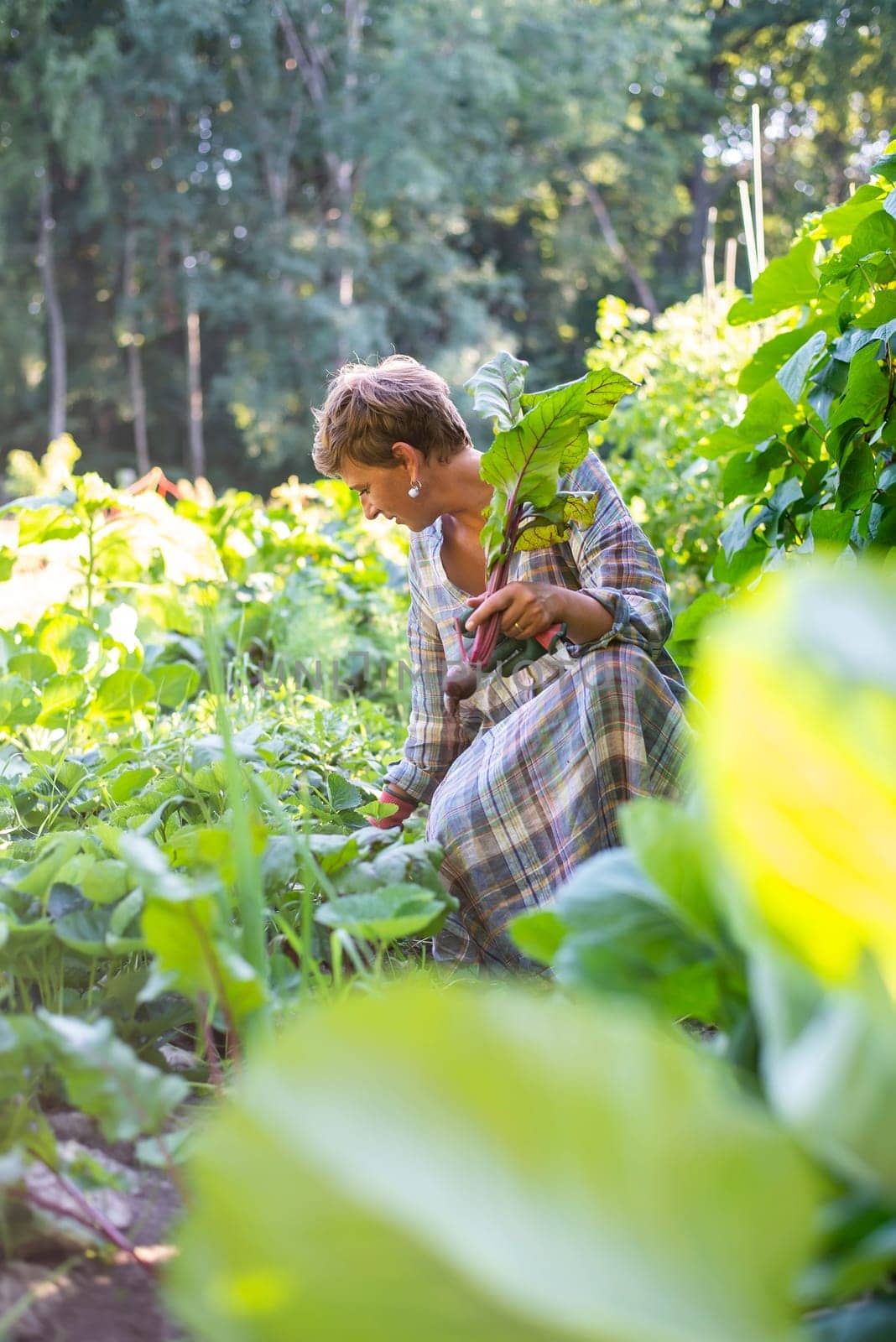 woman harvesting beetroot in the garden