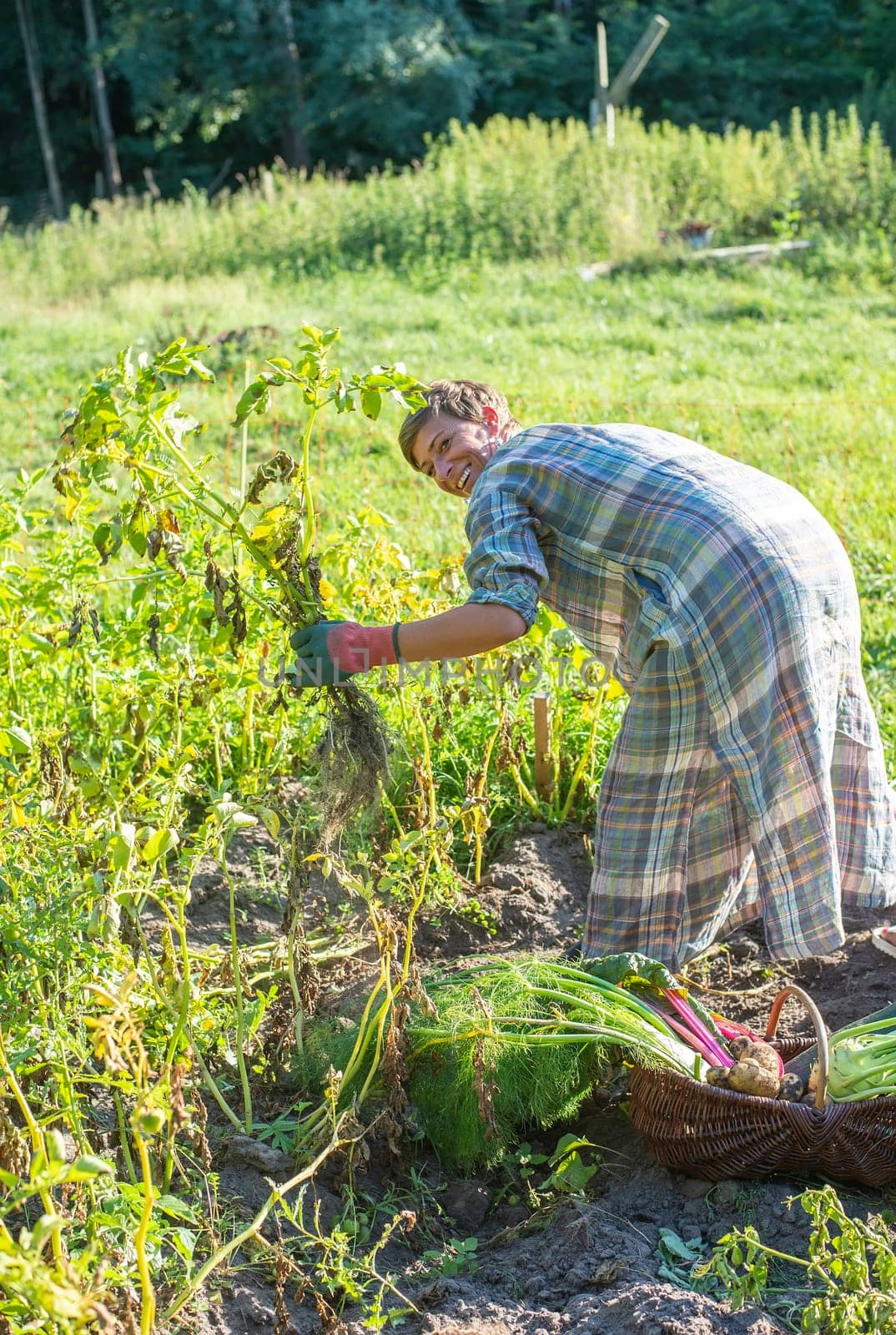 woman harvesting potatoes in the garden