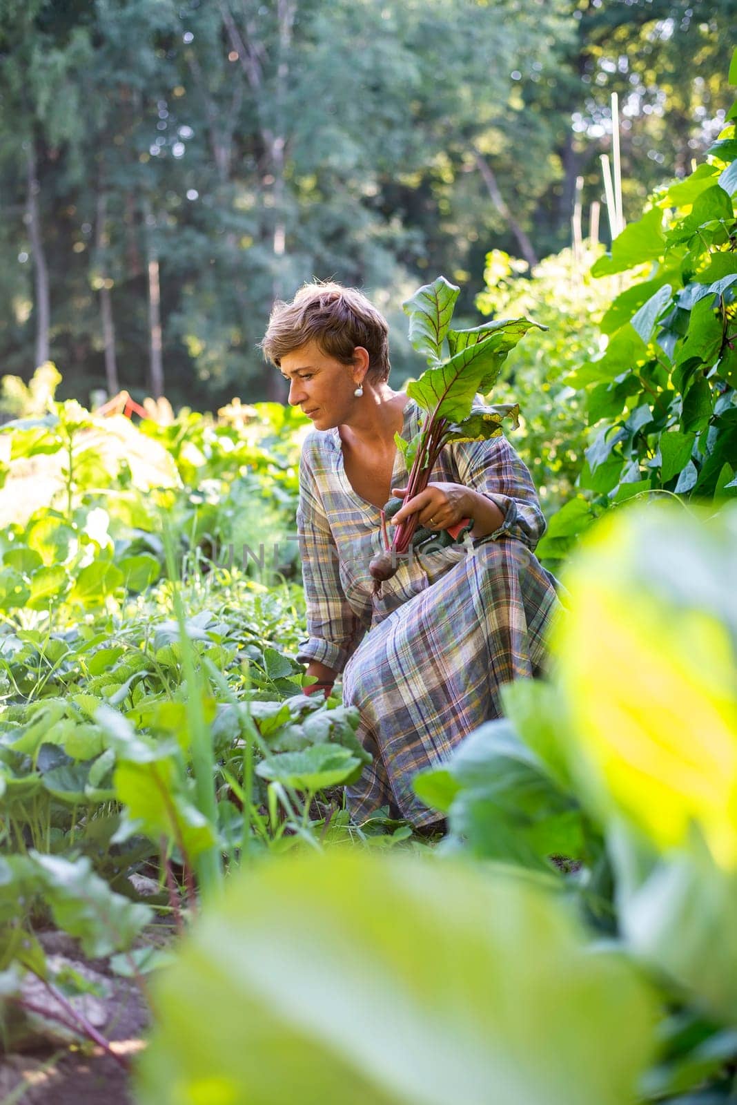 woman harvesting beetroot in the garden