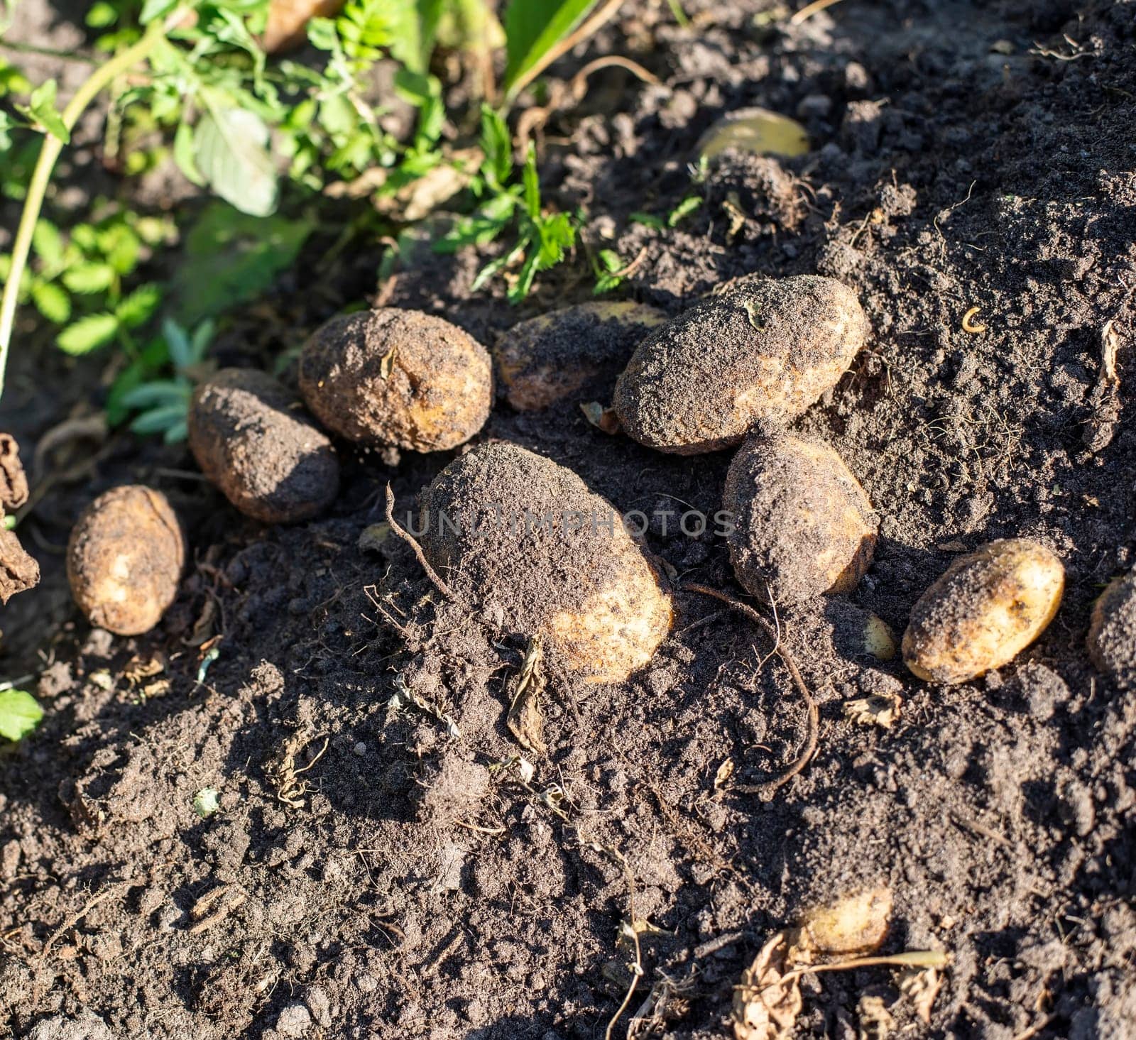 potatoes lying on a field
