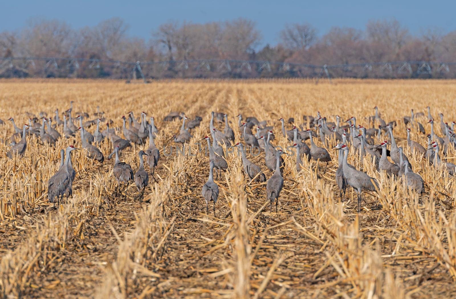 Sandhill Cranes in the Crop Rows near Kearney, Nebraska