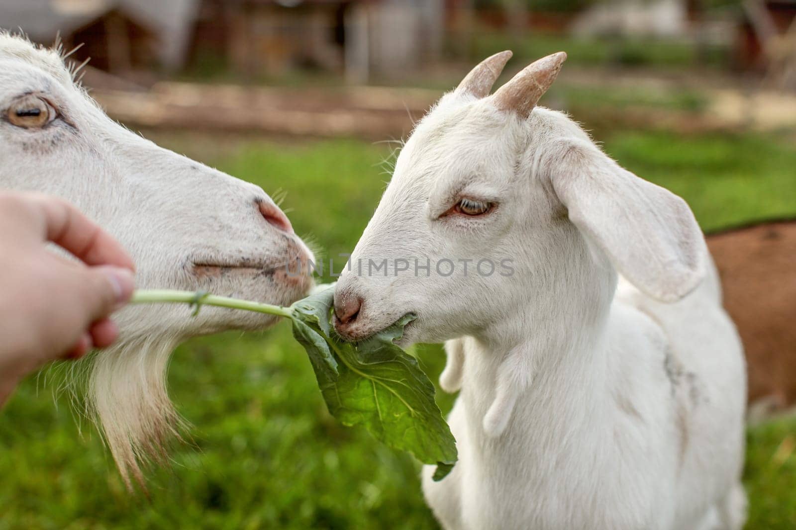 Goat kid and mother, eating large leaf, fed by man hand, with farm in background.