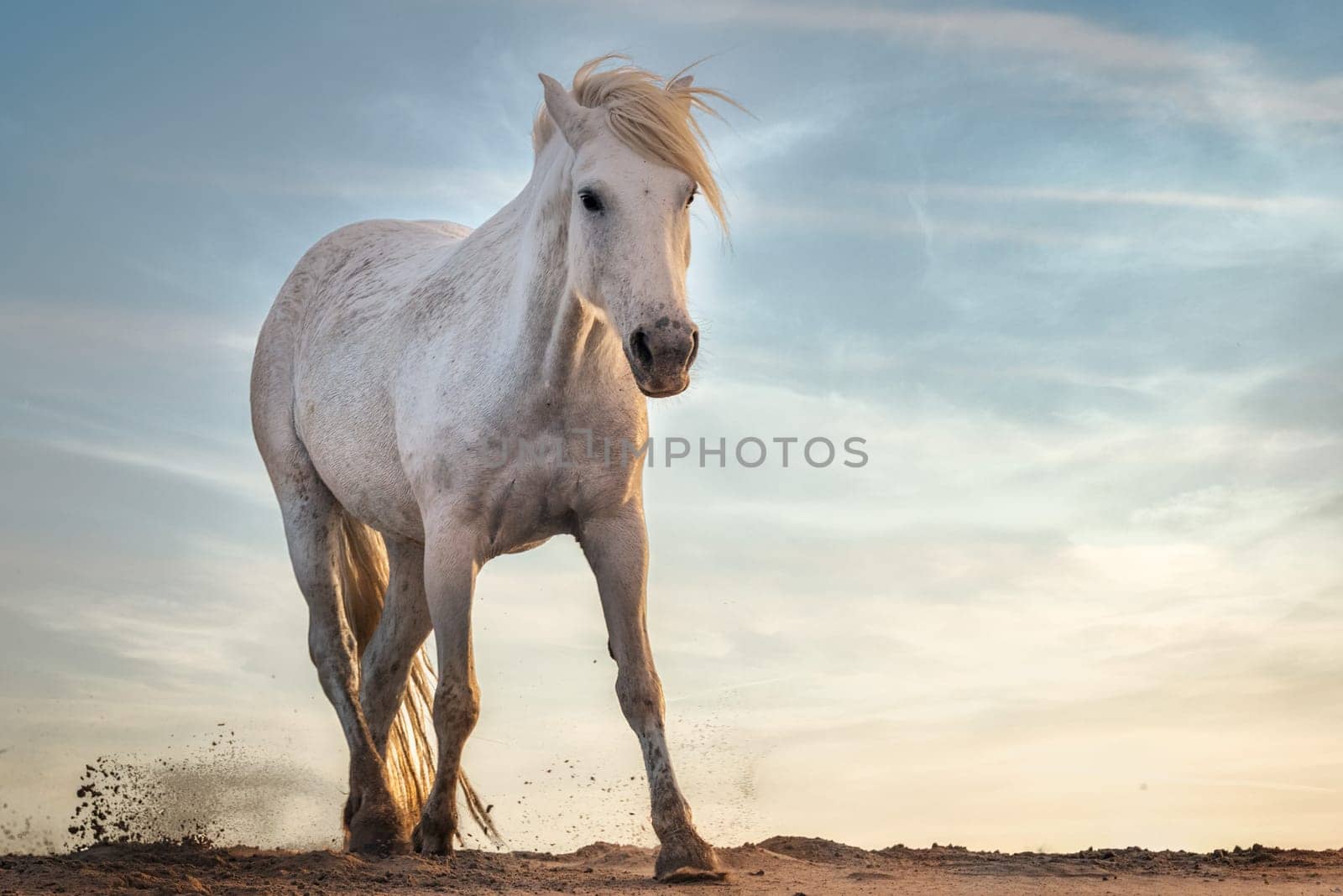 white horse. in Camargue, France near Les salines, France