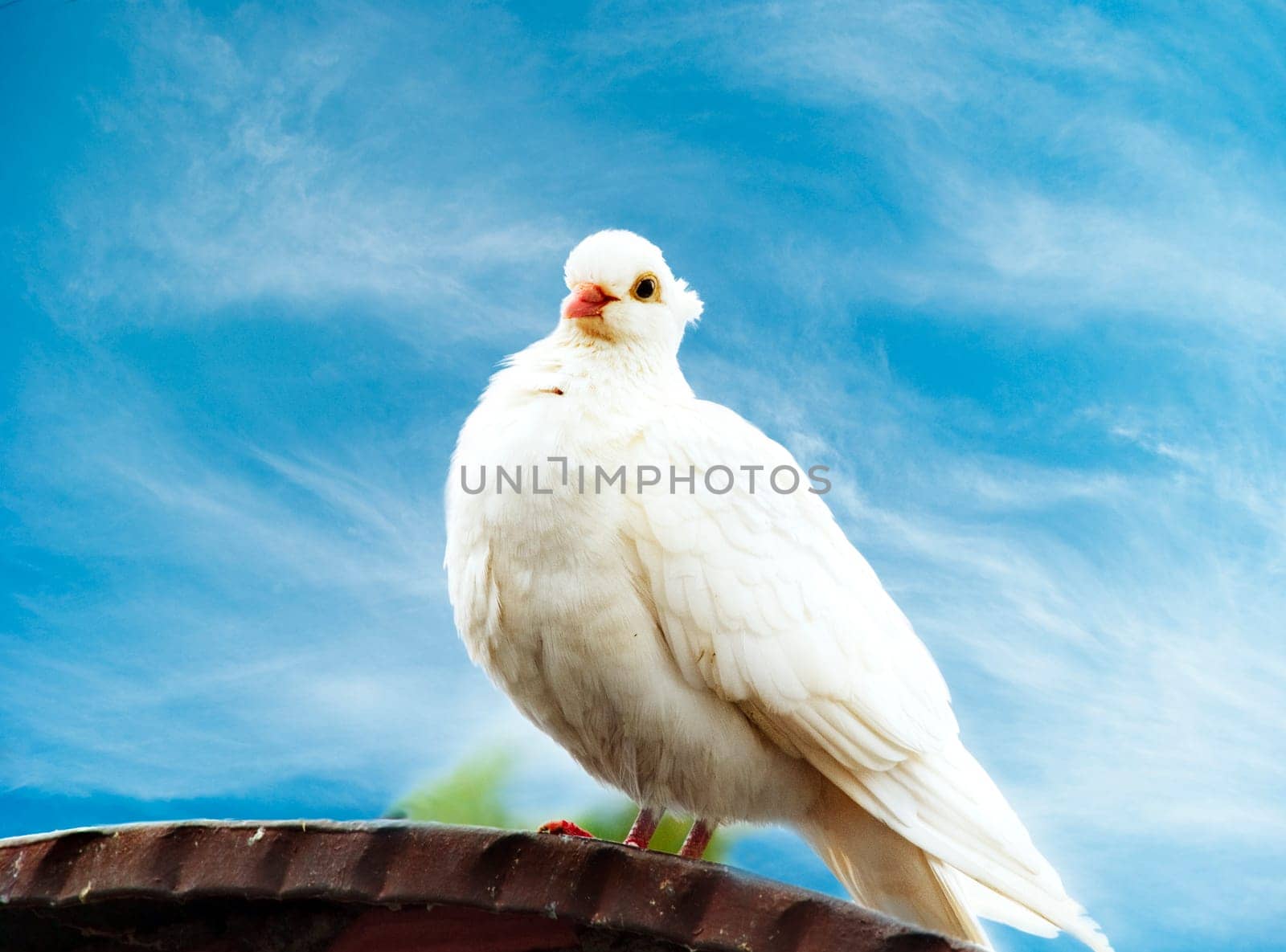 White dove against bright blue sky
