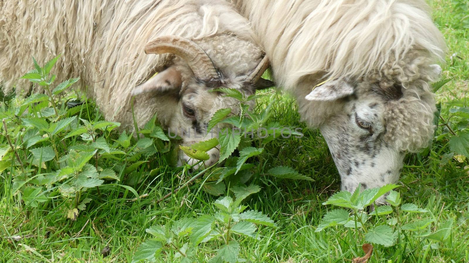 sheeps