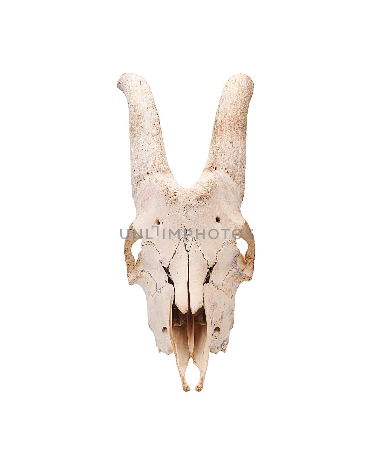 Skull of a male goat farm animal with horns in full face isolated