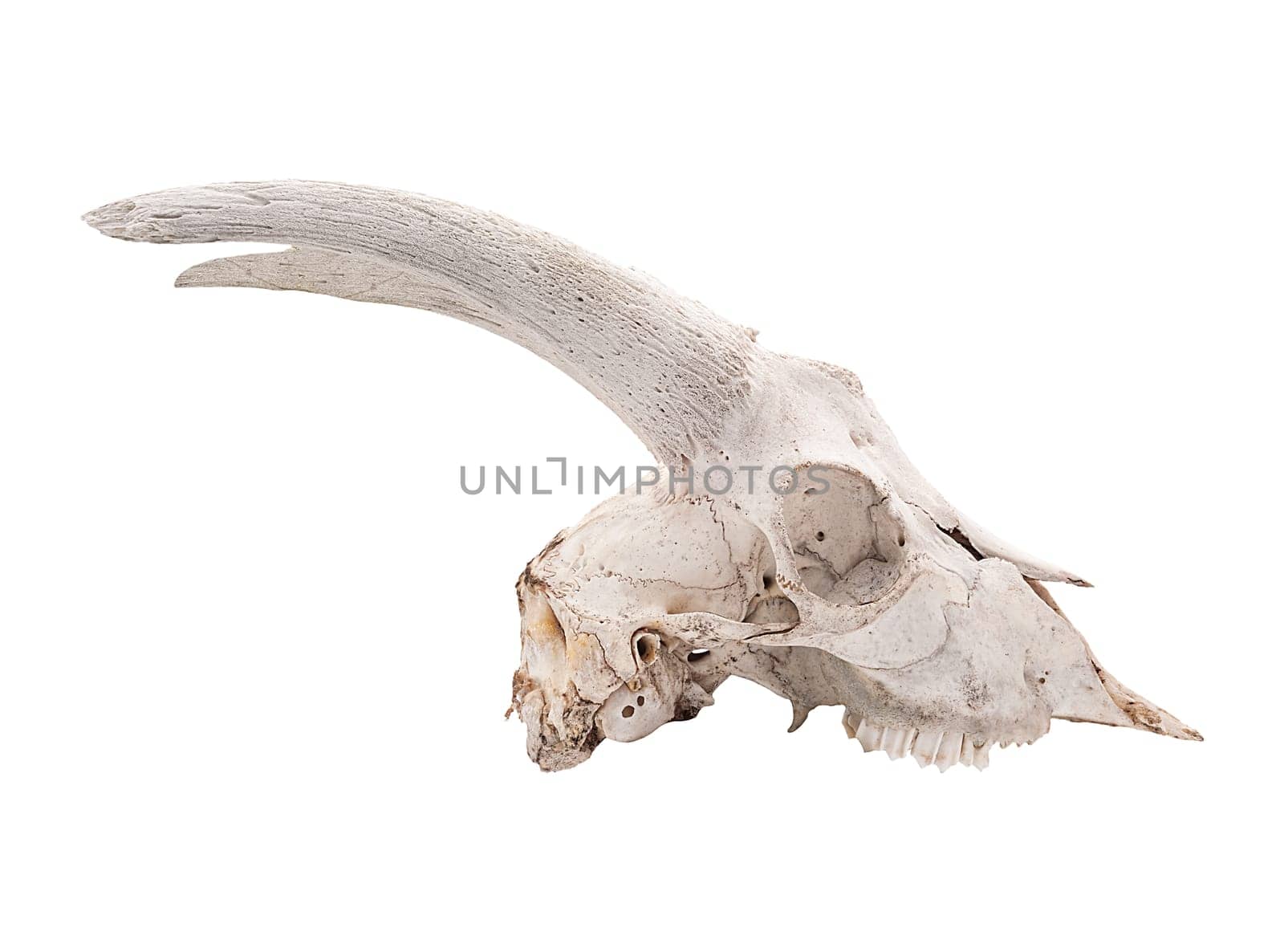 Сlean male goat skull farm animal with horns and teeth in profile isolated on white