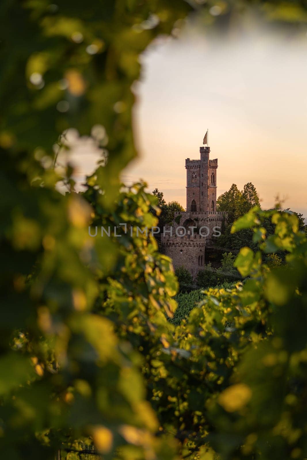 german castle framed with vineyard