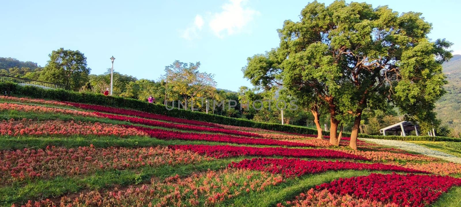 The San-Tseng-Chi Urban Park on a bright sunny day with colorful flower fields on the hillside under blue clear sky during Flower Festival, in Beitou District, Taipei City, Taiwan