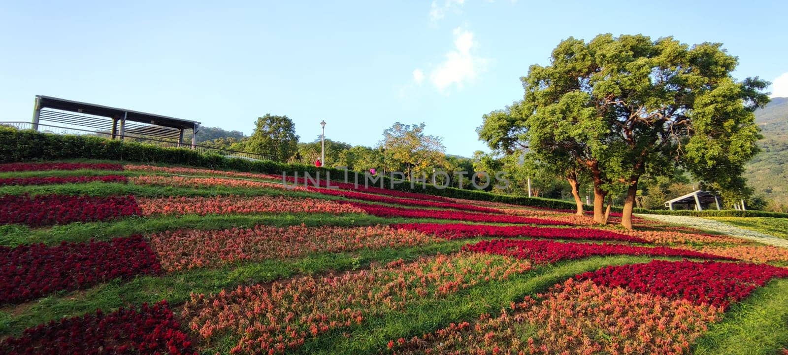The San-Tseng-Chi Urban Park on a bright sunny day with colorful flower fields on the hillside under blue clear sky during Flower Festival, in Beitou District, Taipei City, Taiwan