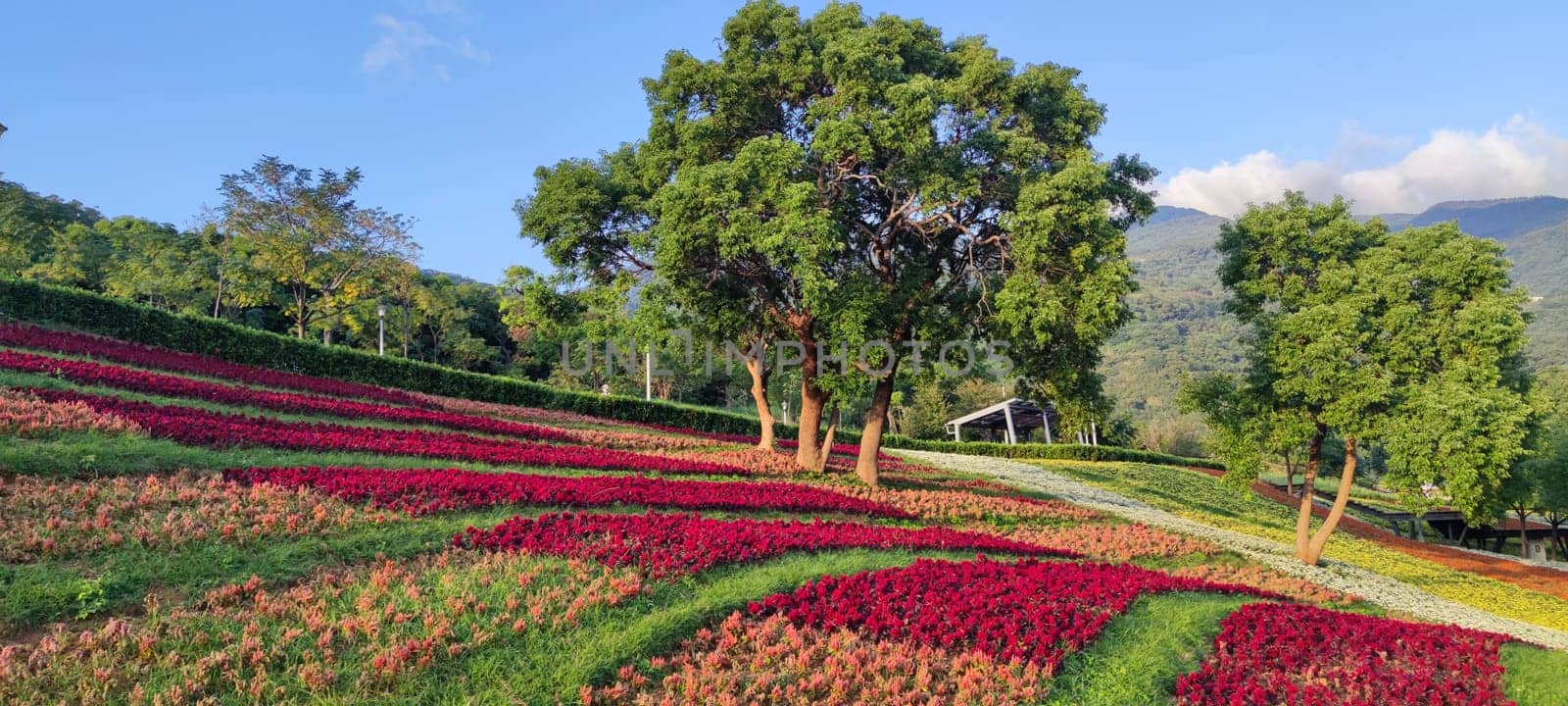 The San-Tseng-Chi Urban Park on a bright sunny day with colorful flower fields on the hillside under blue clear sky during Flower Festival, in Beitou District, Taipei City, Taiwan