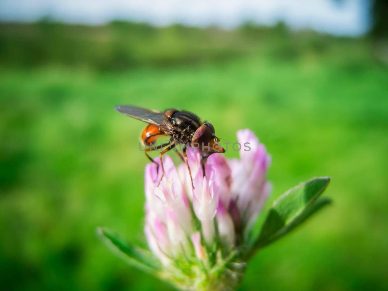 Side close-up of the common beaked hover fly (lat: Rhingia campestris) sitting on a flower of the meadow clover (lat: Trifolium pratense) in front of a blurred natural background.