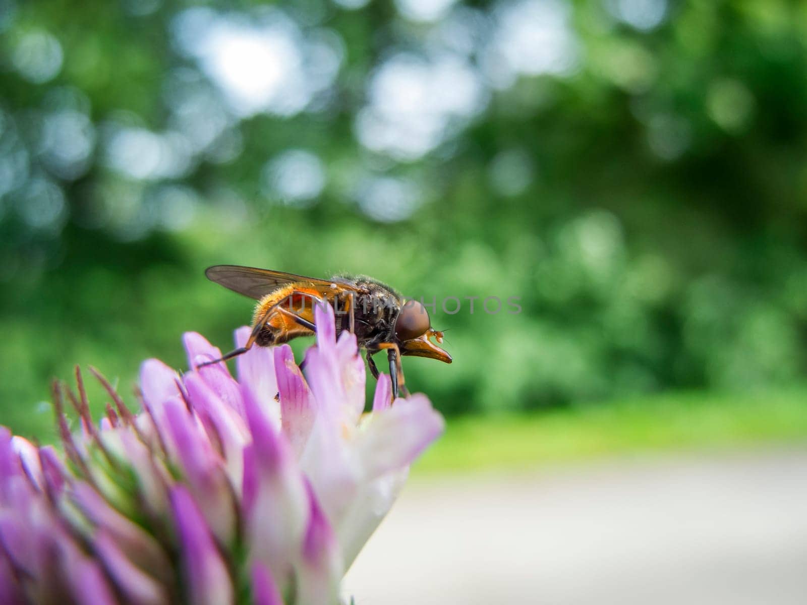 Side close-up of the common beaked hover fly (lat: Rhingia campestris) sitting on a flower of the meadow clover (lat: Trifolium pratense) in front of a blurred natural background.