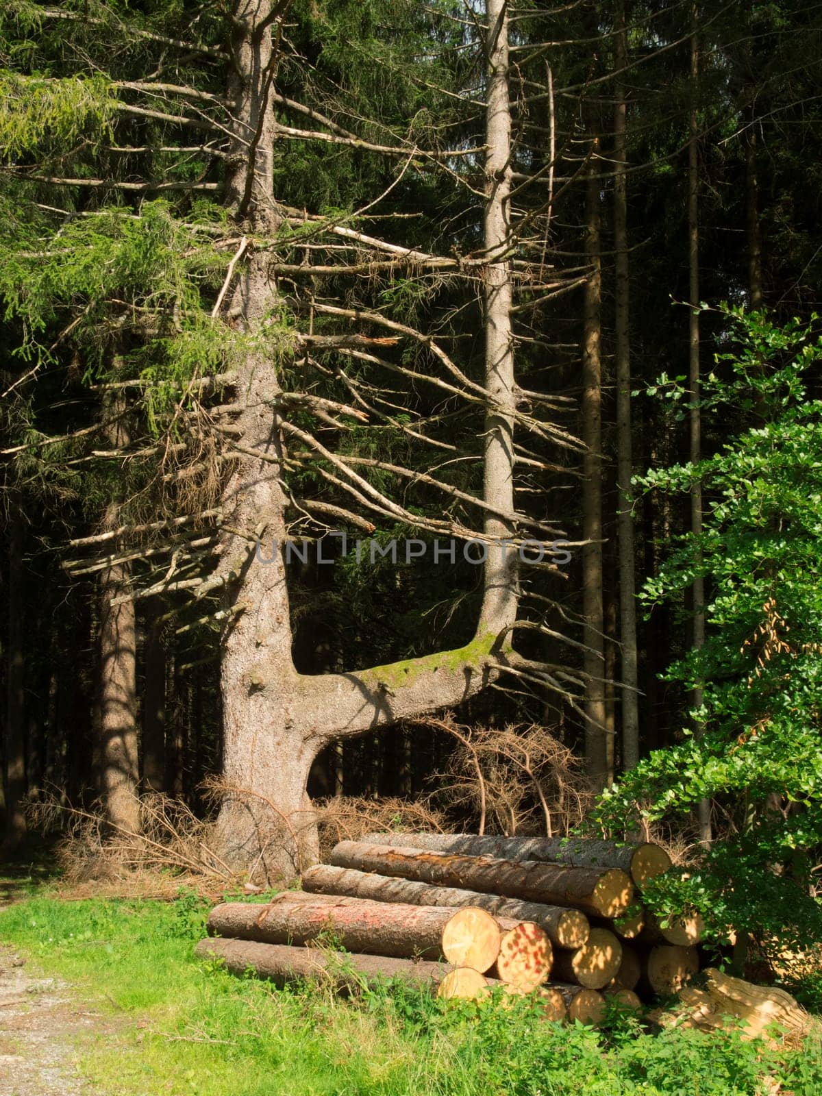 Scots pine with branched trunk at the edge of the forest and forest path in summer in Bavaria / Germany.