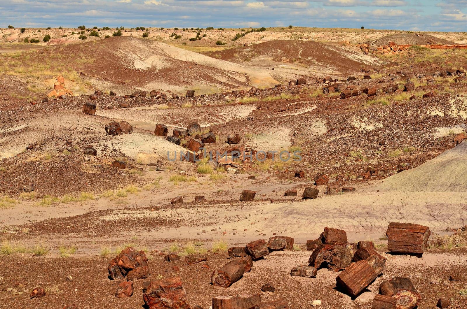 Scenic landscape of the ancient petrified forest in Arizona
