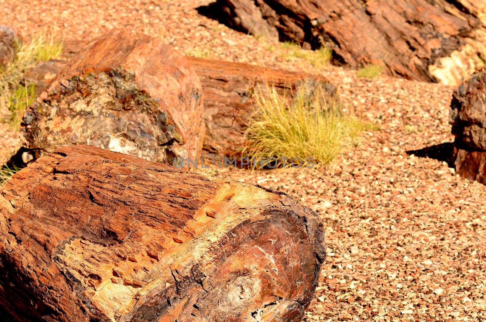 Petrified trees of the ancient petrified forest in Arizona