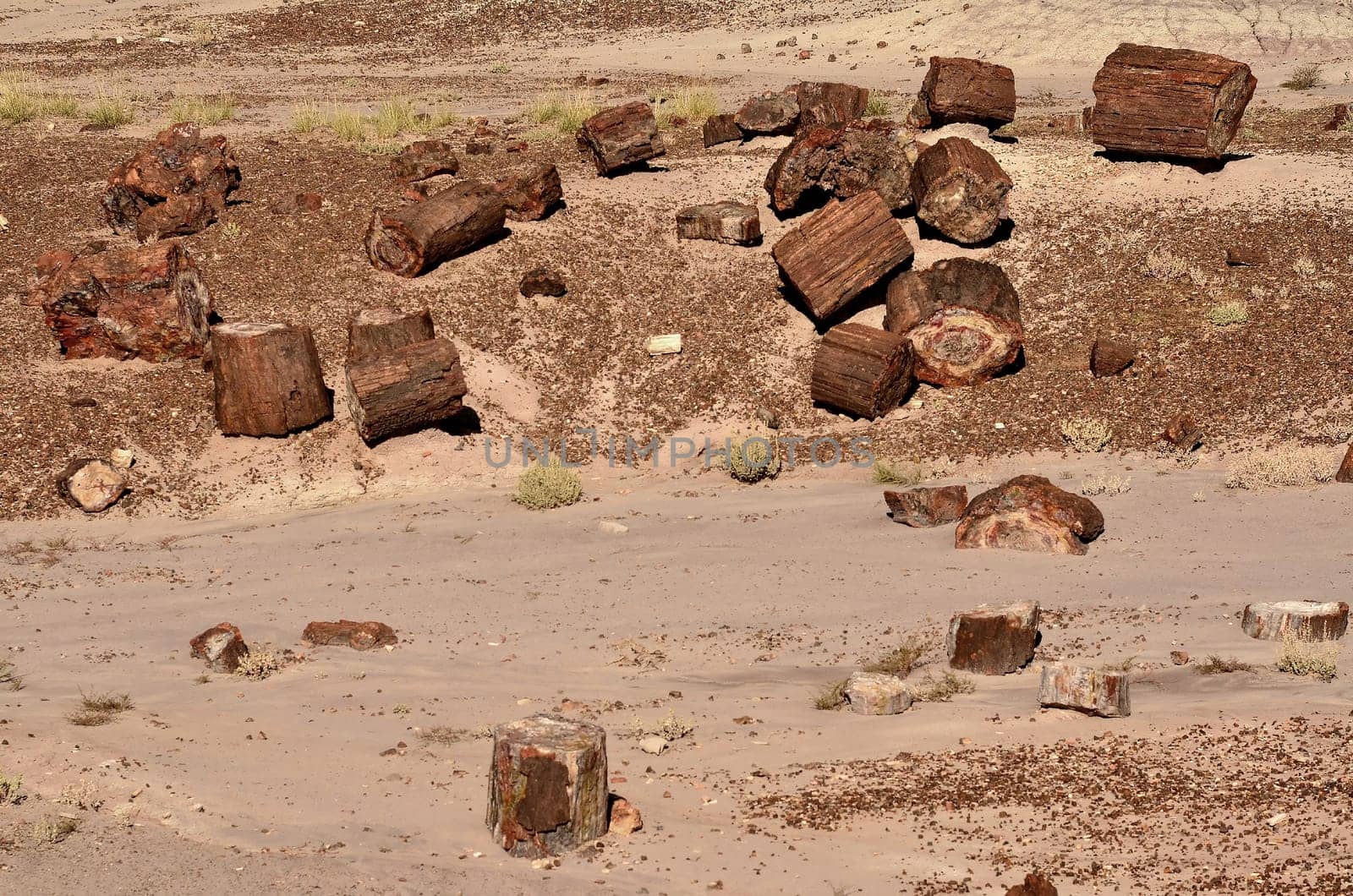 Petrified trees of the ancient petrified forest in Arizona