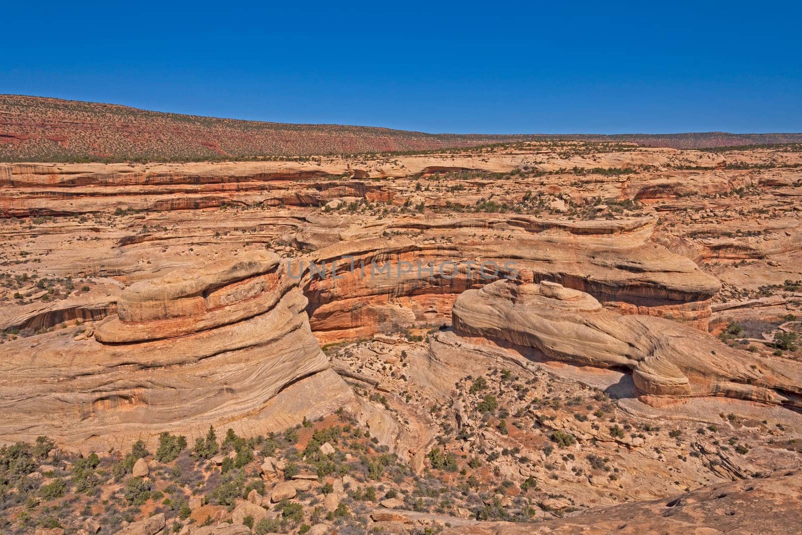 Desert Canyon Cut by a Hidden Stream in Natural Bridges National Park in Utah