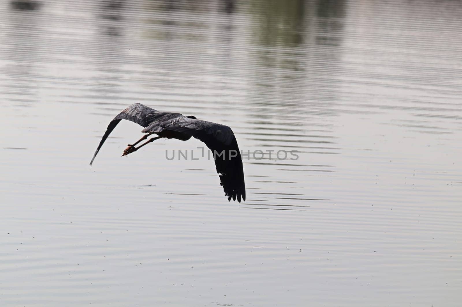 A silhouette of a Blue Heron flying against grey water.