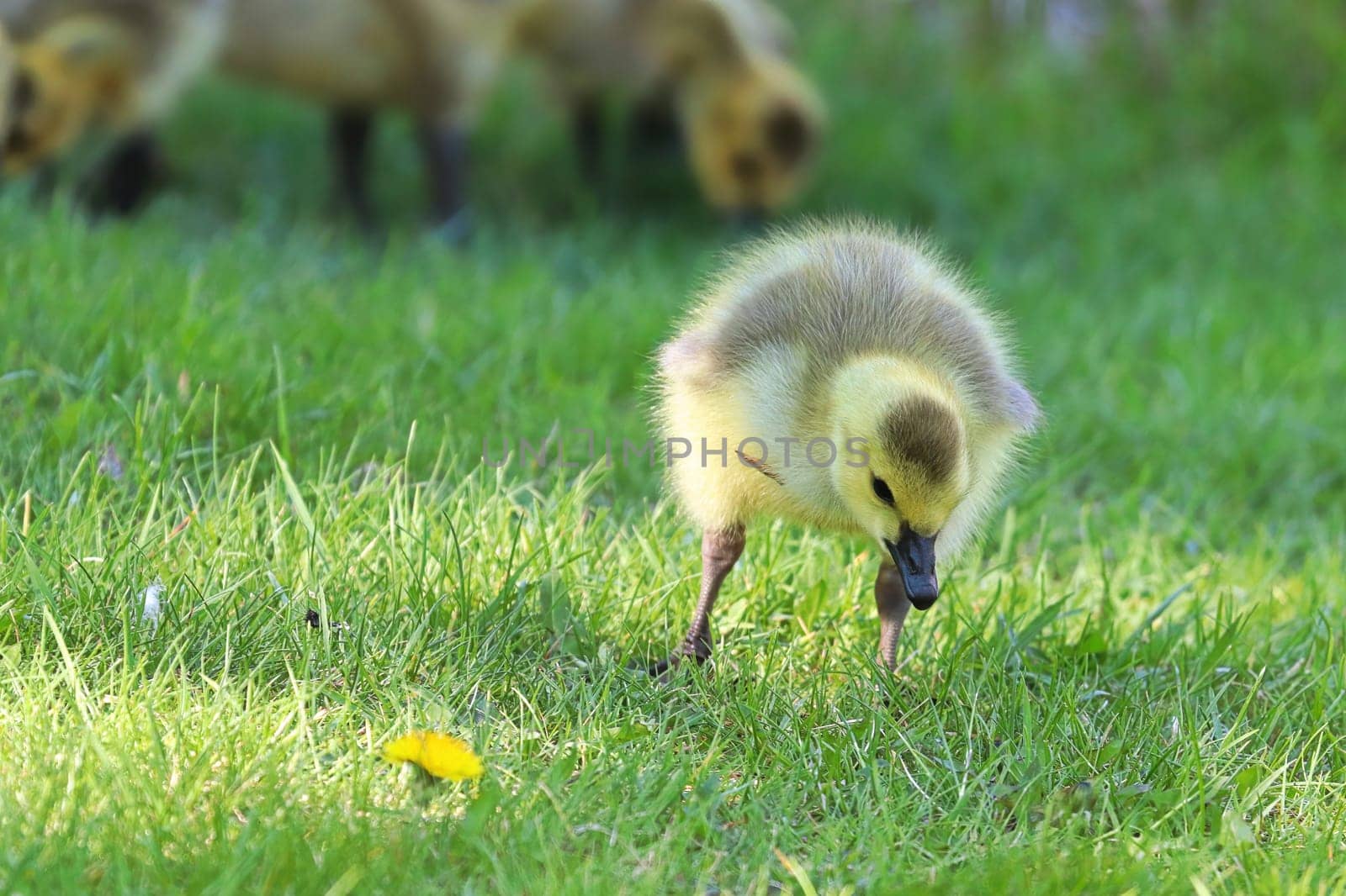 A Canada Geese gosling eats grass with others goslings.