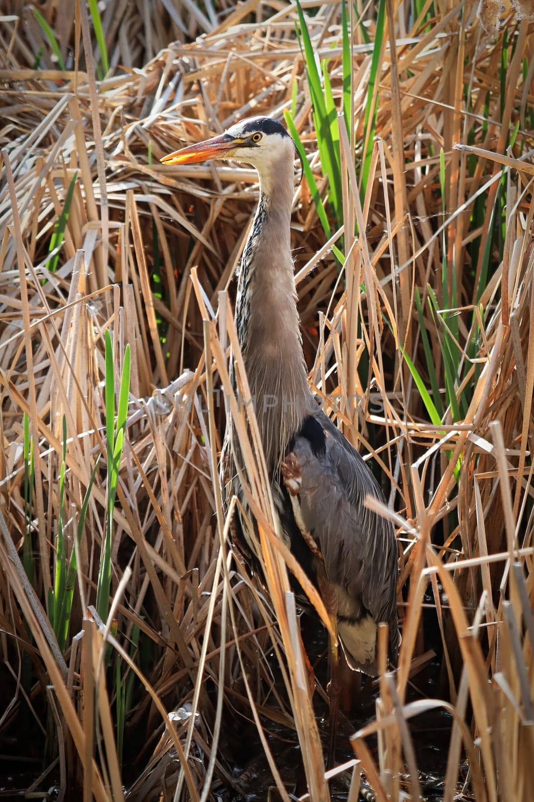 A blue Heron stretches its neck against a reed background.