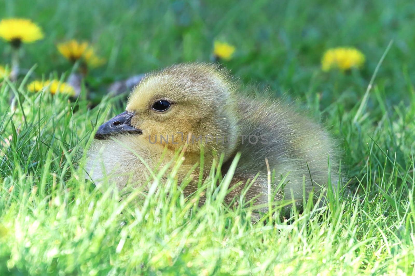 Closeup of a Canada Goose Gosling sitting in the grass.