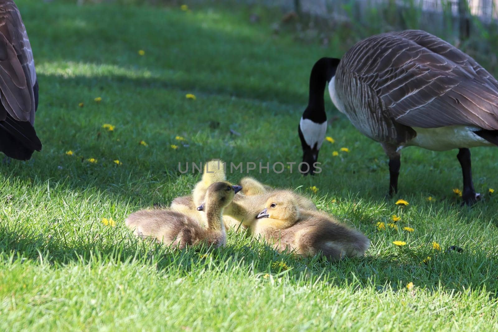 Canada Geese protect a creche of goslings.