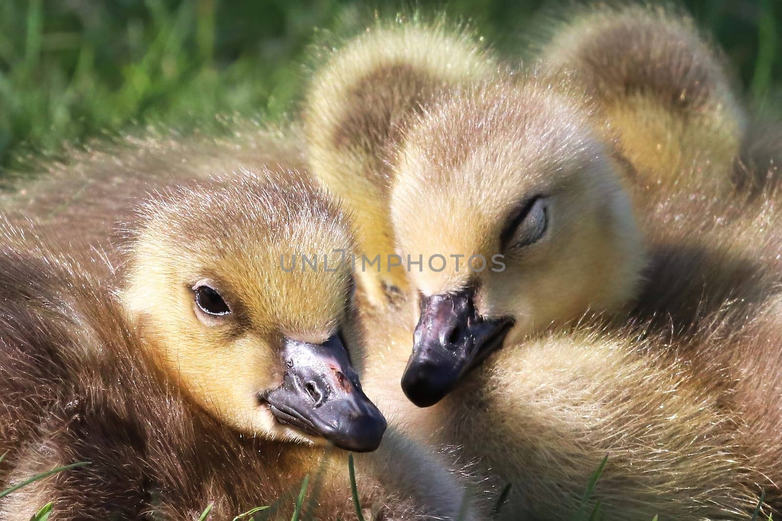 Closeup of a creche of Canada Geese Goslings.