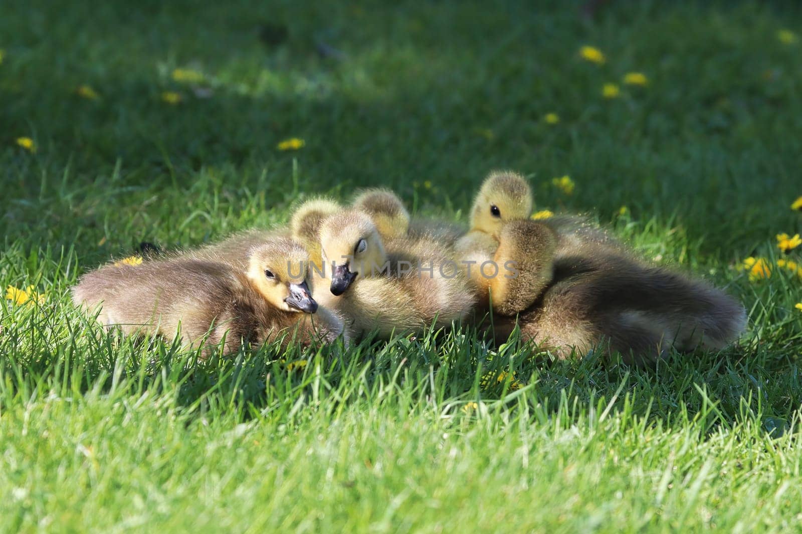 A group of Canada Geese Goslings cuddle together.
