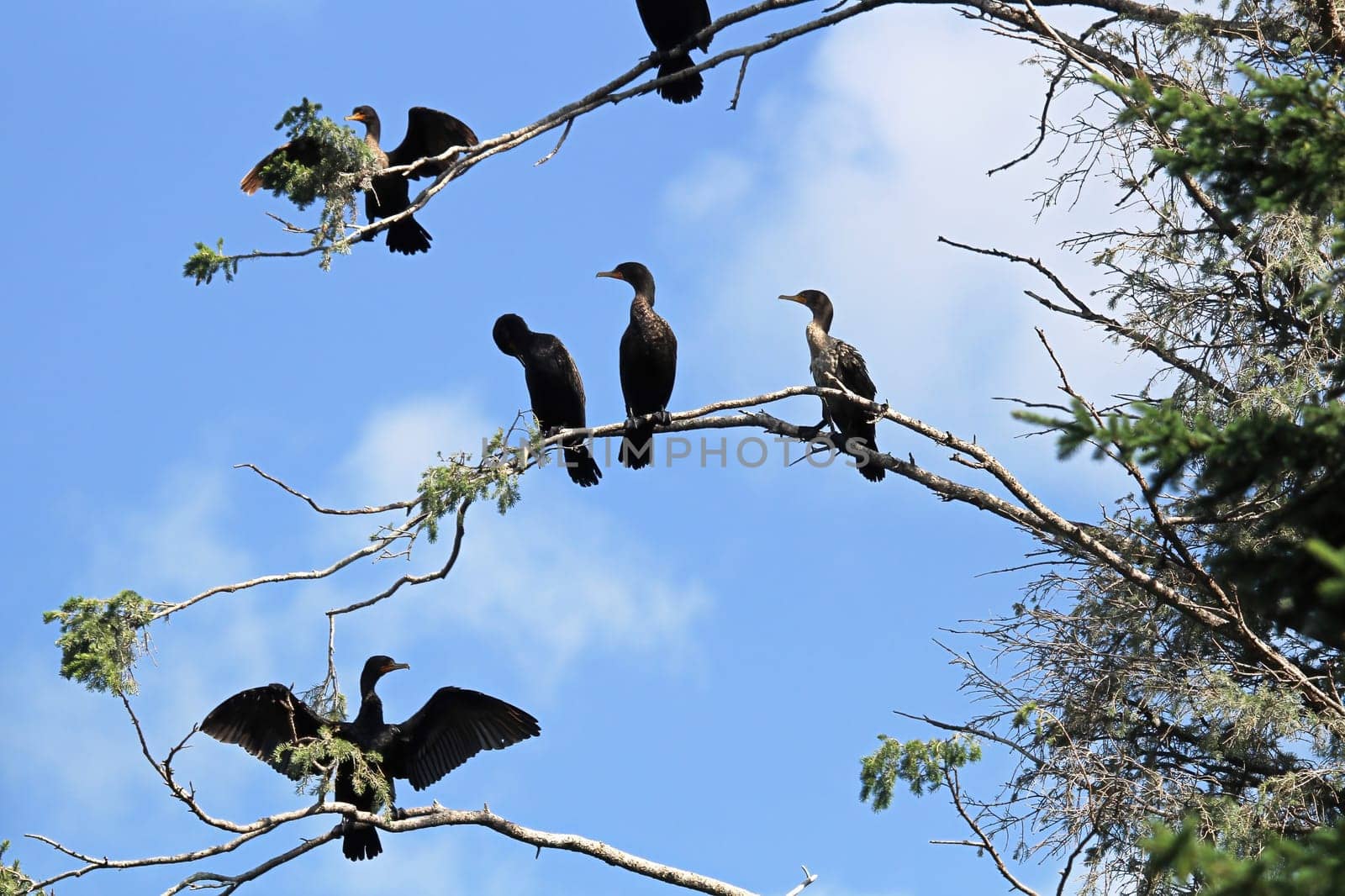 Many Double Crested Cormorants sitting in a tree.