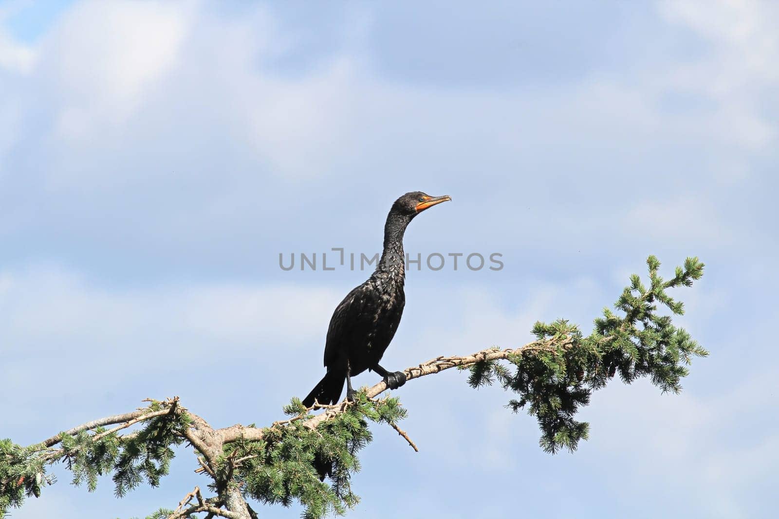 Side view of a Cormorant on a spruce tree branch.