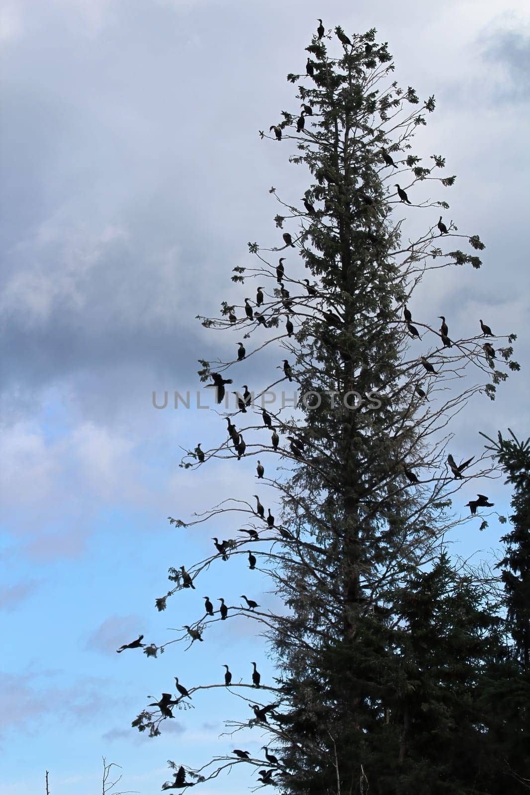 A tall spruce tree with many Cormorant birds roosting.