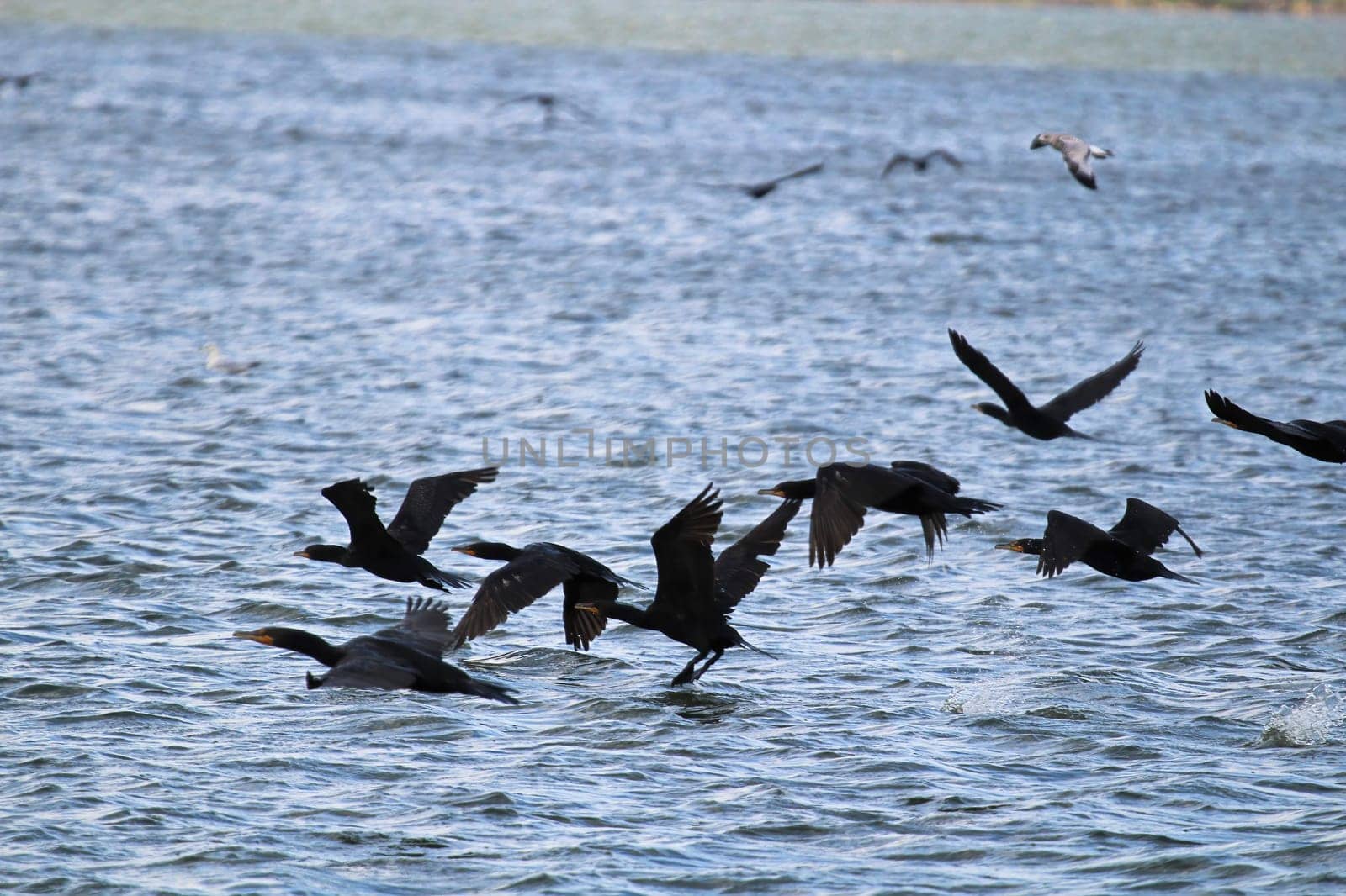 Many Cormorants flying over water in summer.