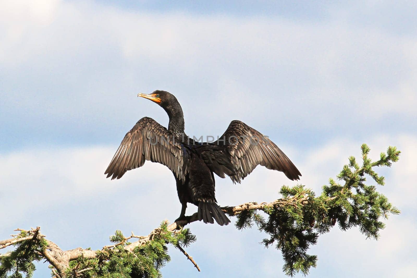 Back view of a Cormorant dryinging its wings on a branch.