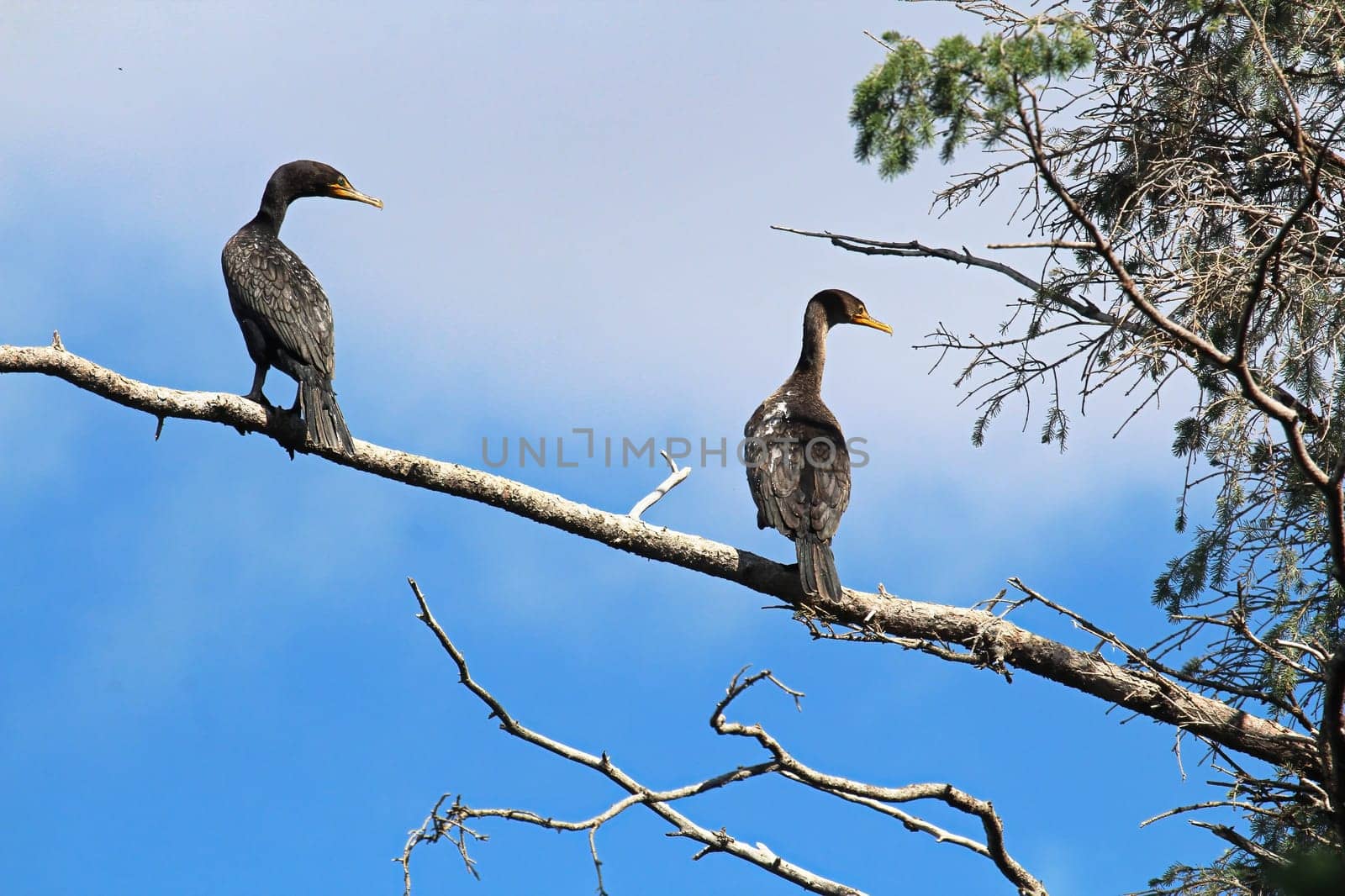 Two Cormorants in a tree against a blue sky.