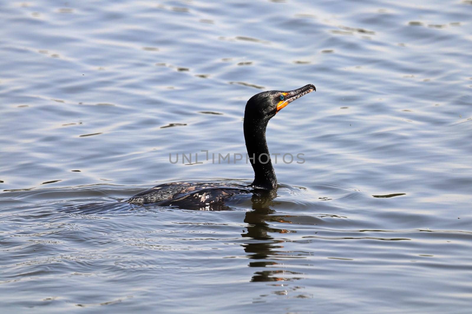 Closeup of a Cromorant swimming in water.