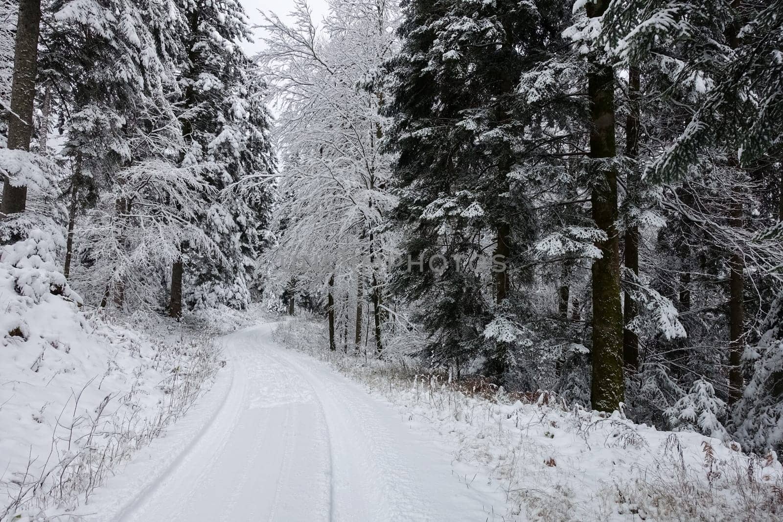 black forest in winter with forest path