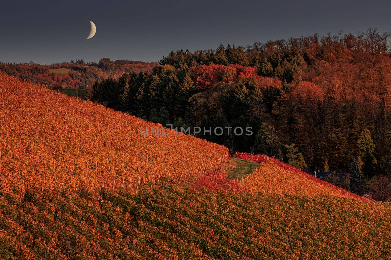 Weinreben im Herbst mit Mond